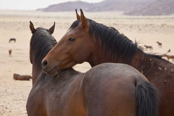 Namibia, Garub Two feral horses interact